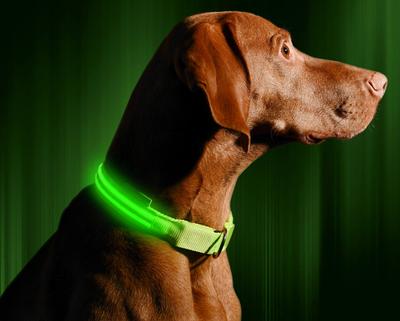 Illumiseen Dog Collars